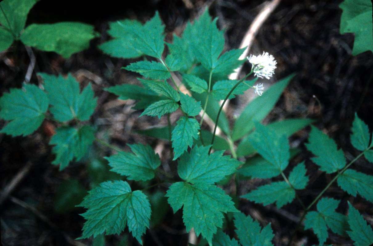 Top Of Plant in  Bloom<br>(Location of Picture: Blewitt Pass, Wa,  june 6, 2000)