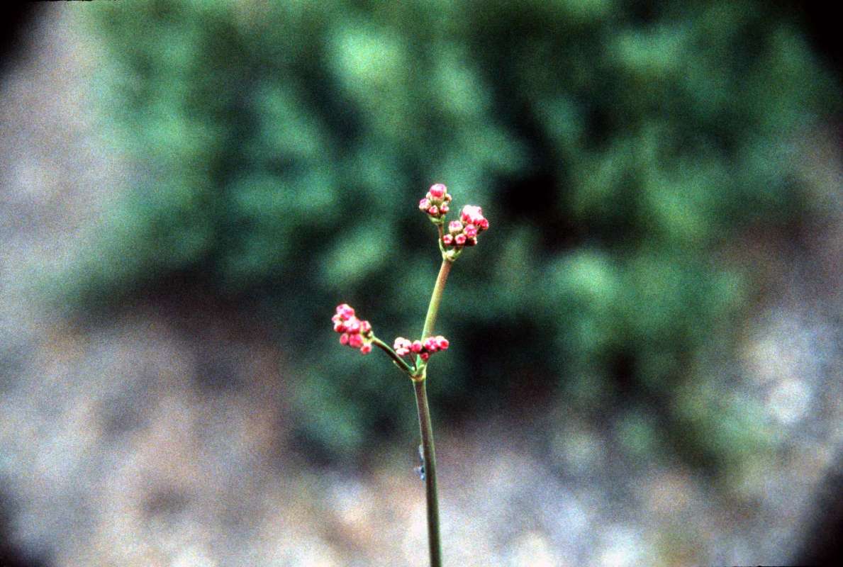 Umbel<br>(Location of Picture: Ole Elm, Wa, USA June 6, 2000)