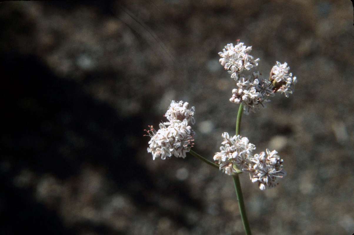 Flower Umbel<br>(Location of Picture: Ole Elm, Wa, USA July 6, 2000)