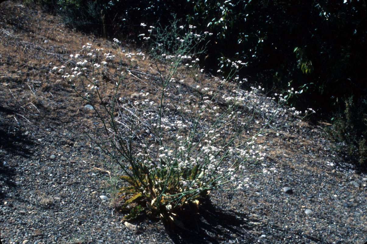 Habitat View #2<br>(Location of Picture: Ole Elm, Wa, USA July 6, 2000)