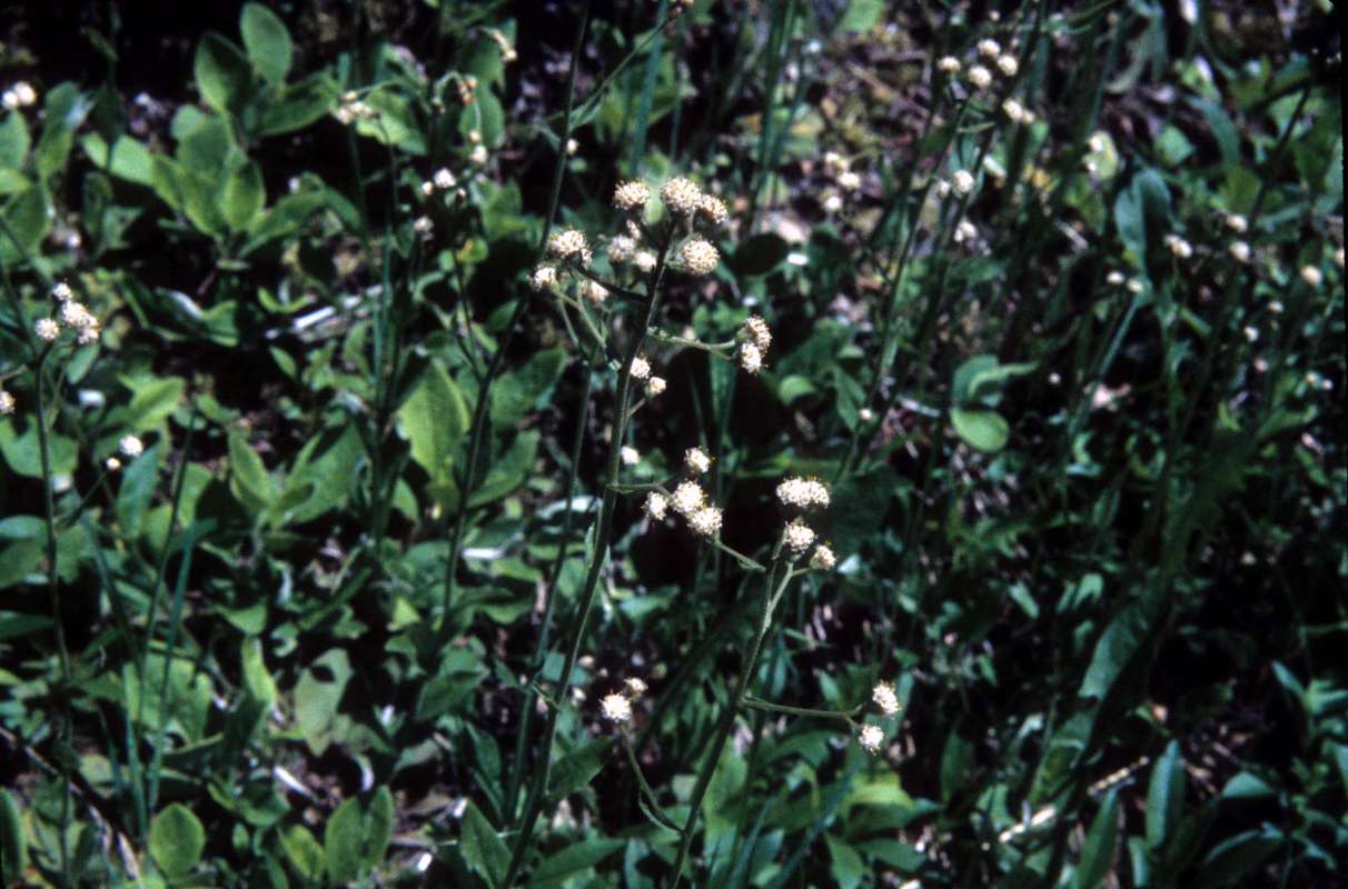 Habitat<br>(Location of Picture: Browns Lake, Wa, June 20, 2000)