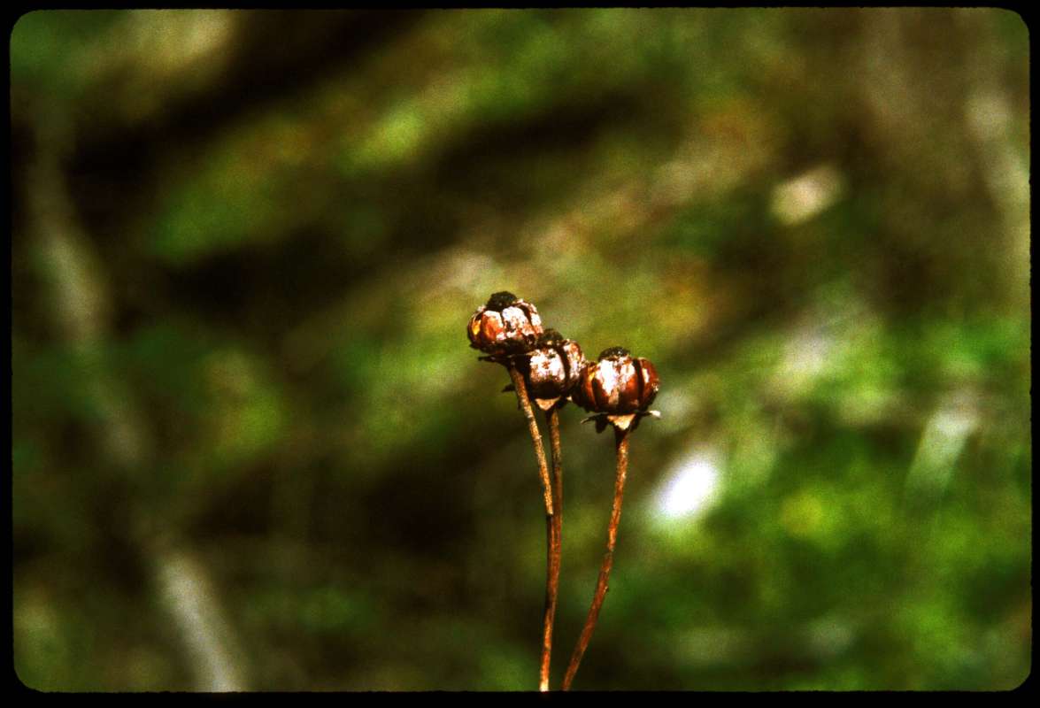 Old Fruit<br>(Location of Picture: Conconully, Wa, May 14, 2000)