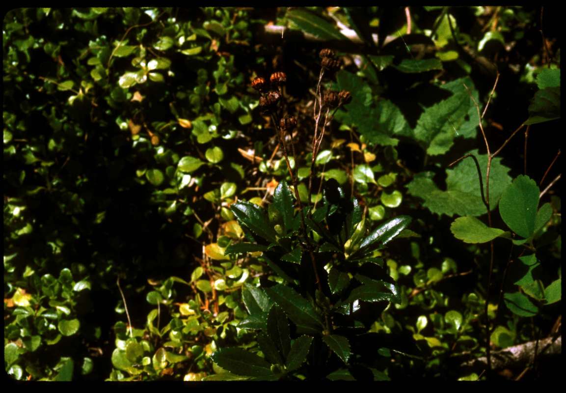 Top Of Plant<br>(Location of Picture: Conconully, Wa, May 14, 2000)