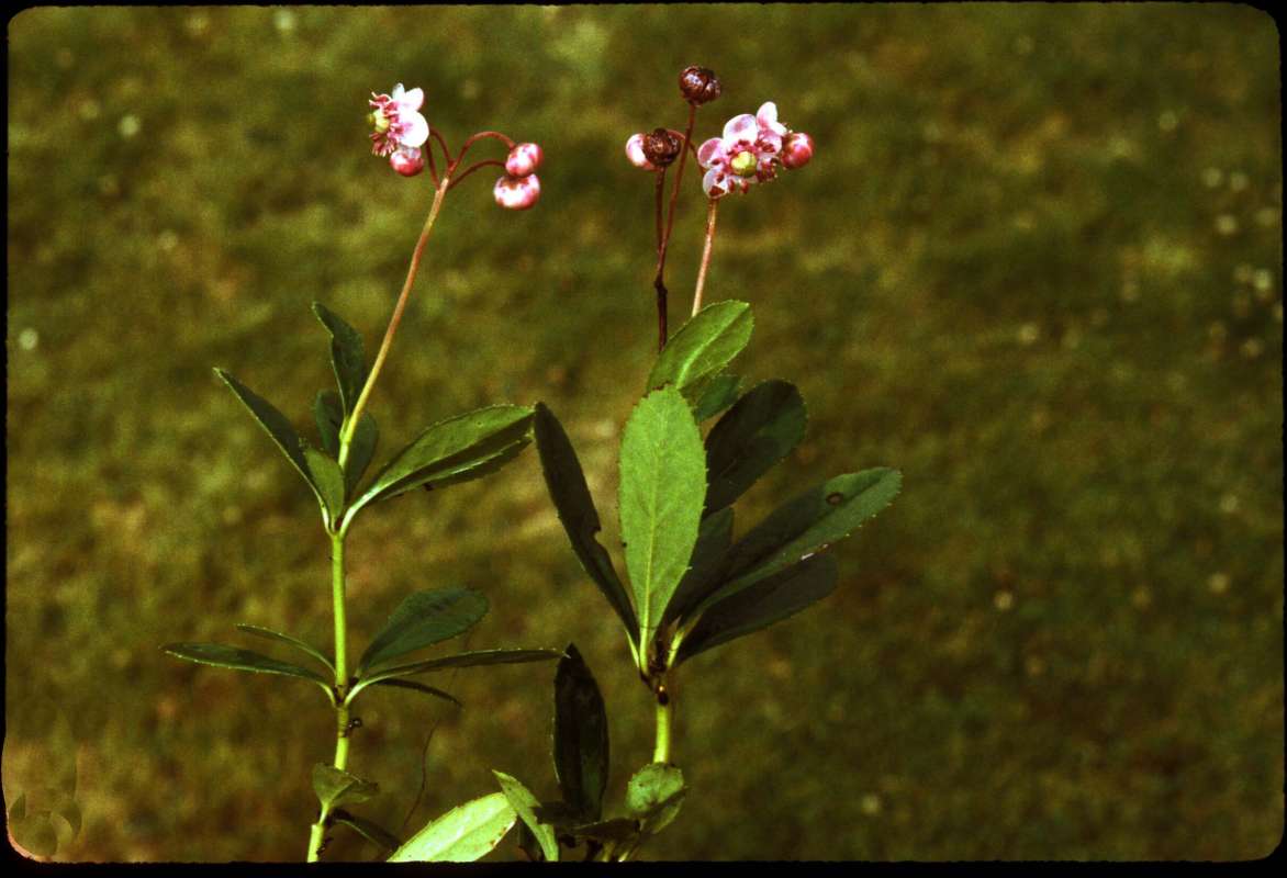 Top Of Plant in  Bloom<br>(Location of Picture: Conconully, Wa, USA, July 22, 2001)