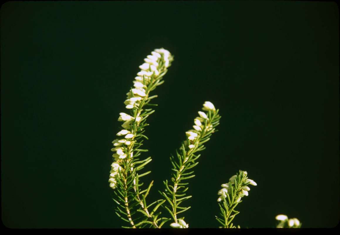Top Of Plant in  Blooom View #2<br>(Location of Picture: Garden, Wenatchee, Wa, Mar 11, '01)