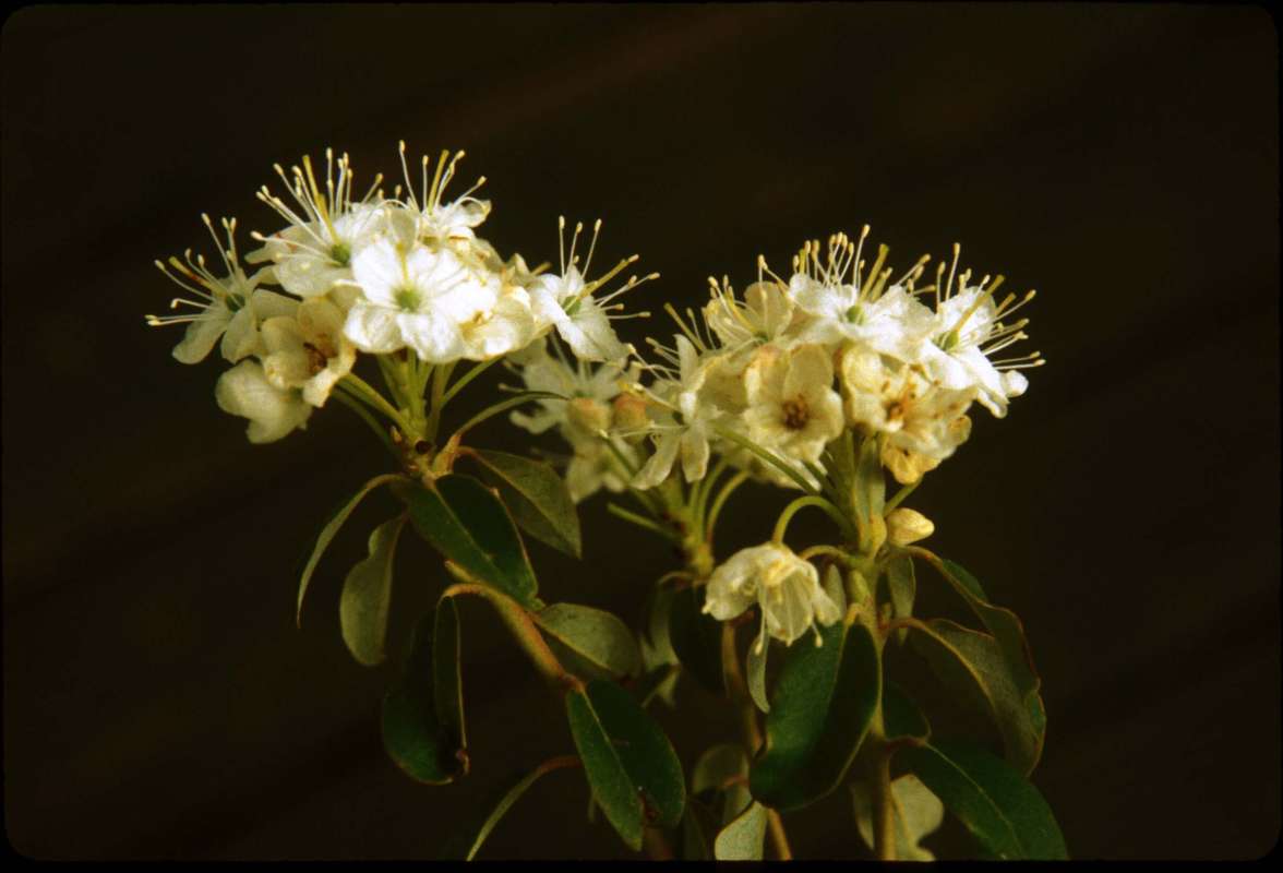 Flower Heads<br>(Location of Picture: Beaver Lake, Wa, June 20, 2001)