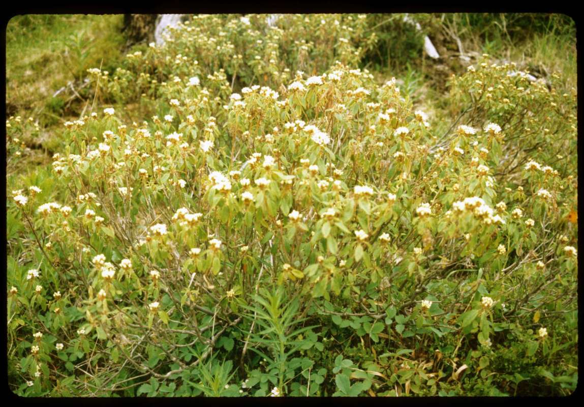 Habitat<br>(Location of Picture: Beaver Lake, Wa, June 20, 2001)