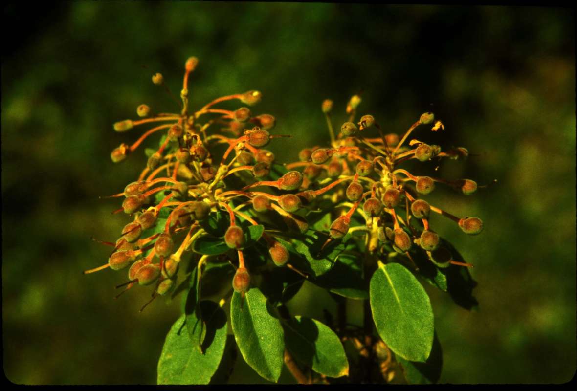 Fruit<br>(Location of Picture: Hurley Peak, Wa, USA,  aug 20, '01)