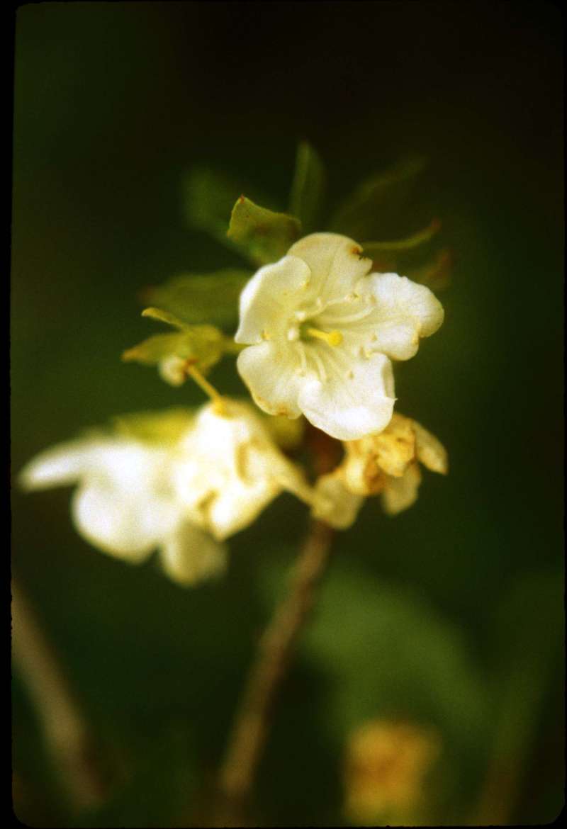 Flower<br>(Location of Picture: Hurley Peak, Wa, USA,  aug 20, '01)