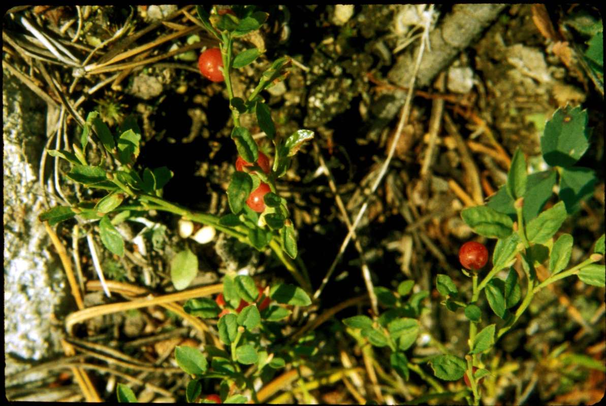Habitat Showing Fruit<br>(Location of Picture: Hurley Peak, Wa, Aug 20, 2001)