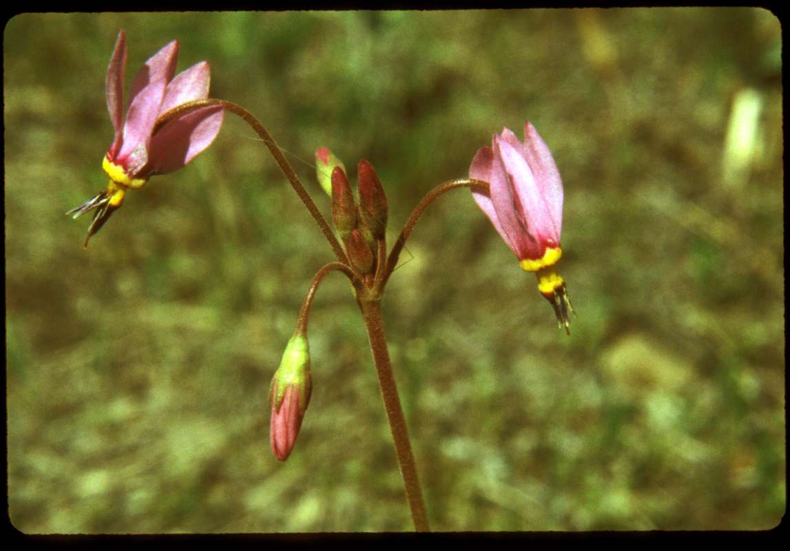 Flowers<br>(Location of Picture: Little Goose Lake, Wa, USA)