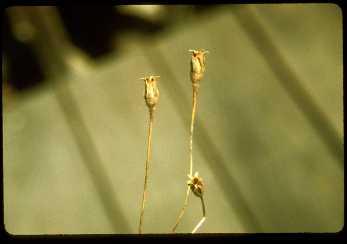 Fruit<br>(Location of Picture: Conconully, Wa, USA)