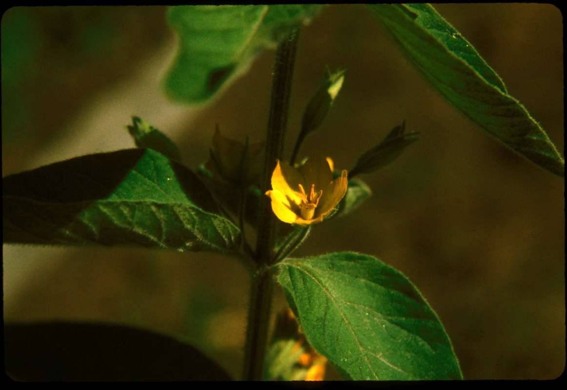 Stem, Leaves,and Flower<br>(Location of Picture: Conconully, Wa, July 20, 2000)