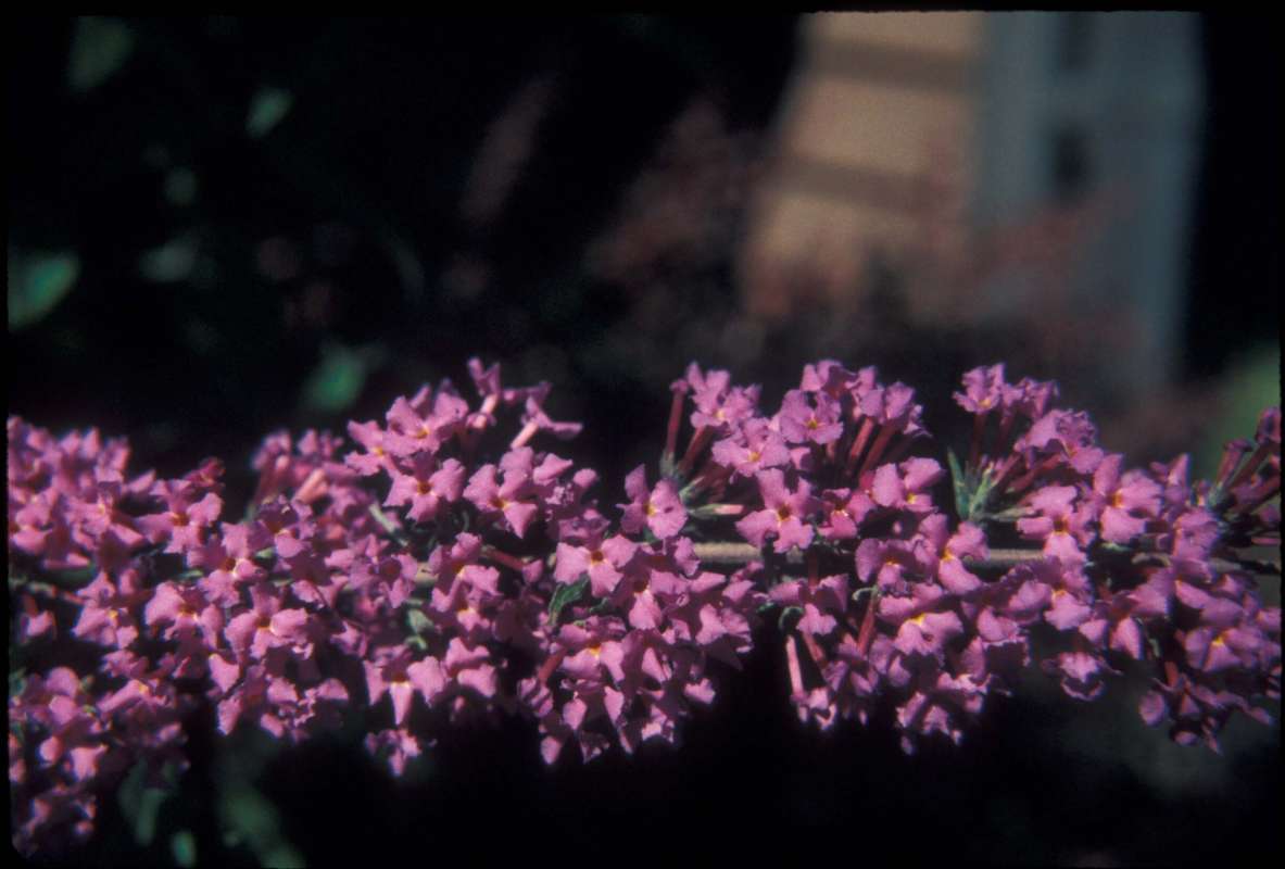 Flower Spike<br>(Location of Picture: Okanogan, Wa, Aug 23, 2000)