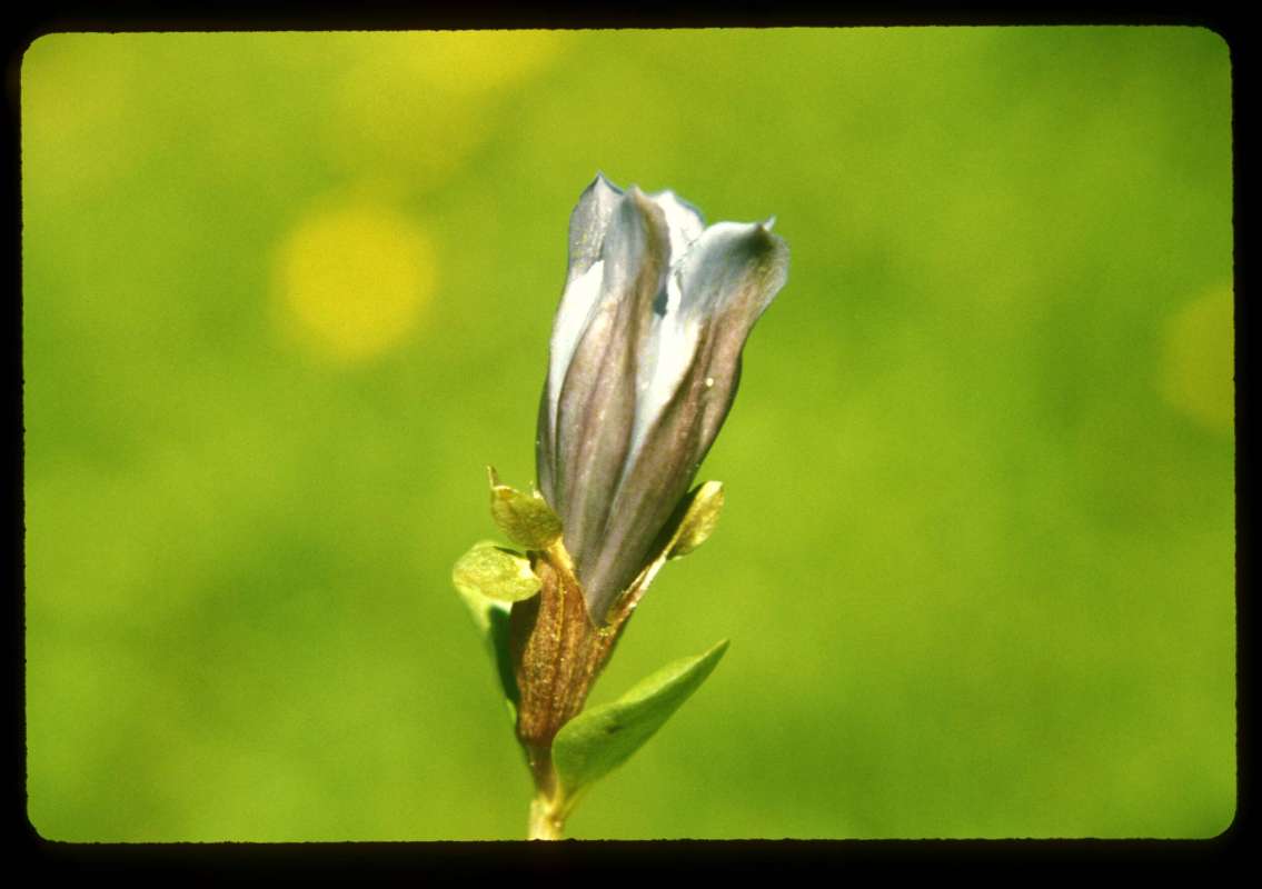 Bud<br>(Location of Picture: Slate Peak, Wa, Aug 4, 2000)