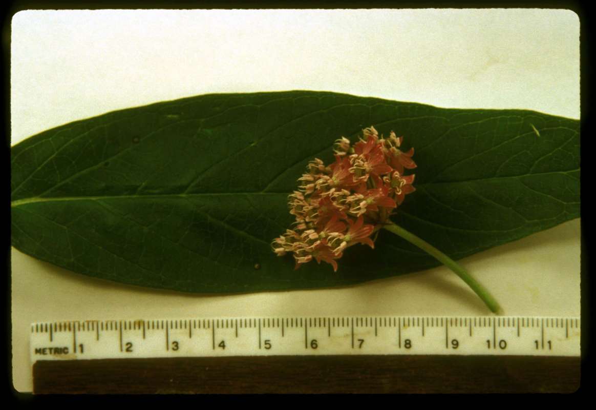 Leaf and Flower - Close View<br>(Origin of the Specimen: Round Lake, Il, USA, July 2001)