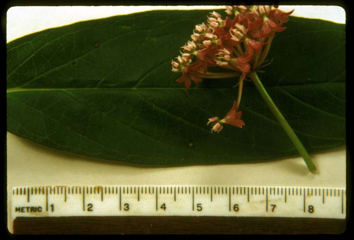 Leaf and Flower - Very Close View<br>(Origin of the Specimen: Round Lake, Il, USA, July 2001)