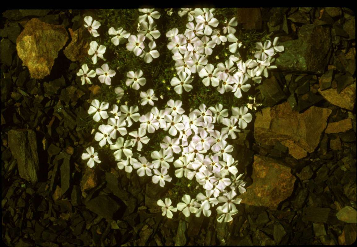 Flowers in  Habitat<br>(Location of Picture: Slate Peak, Wa, USA, Aug 2000)
