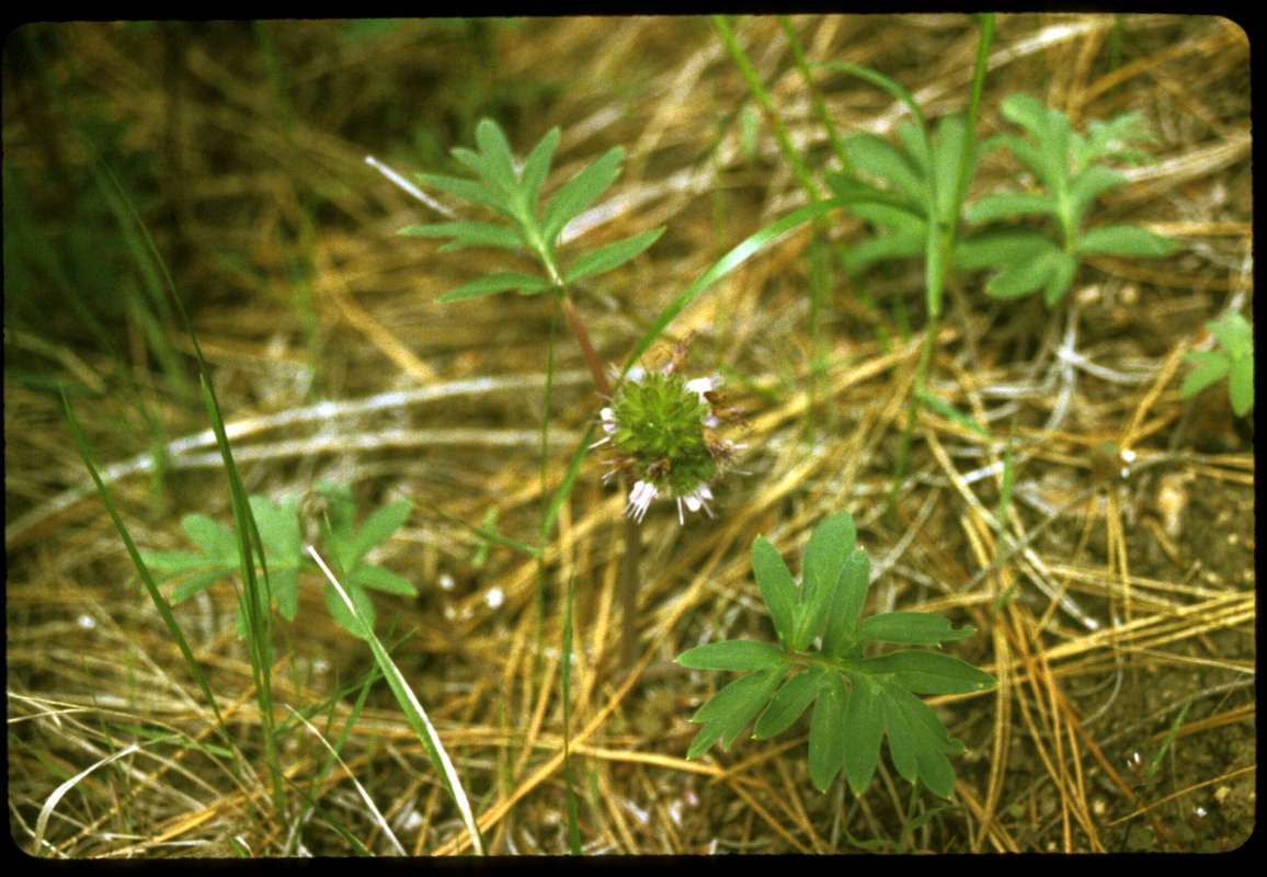 Habitat View<br>(Location of Picture: Entiat, Washington, USA)