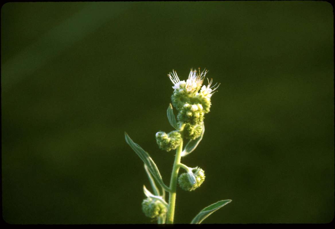 Top Of Plant in  Bloom<br>(Location of Picture: Entiat, Washington, USA)