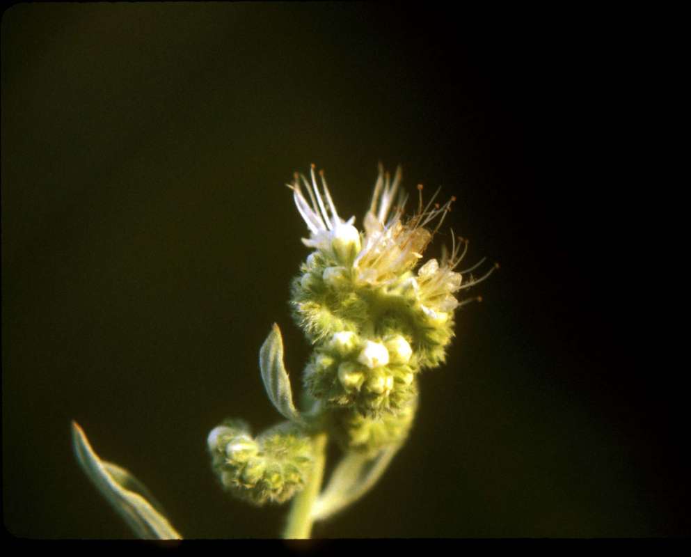 Top in  Bloom - Closer View<br>(Location of Picture: Entiat, Washington, USA)