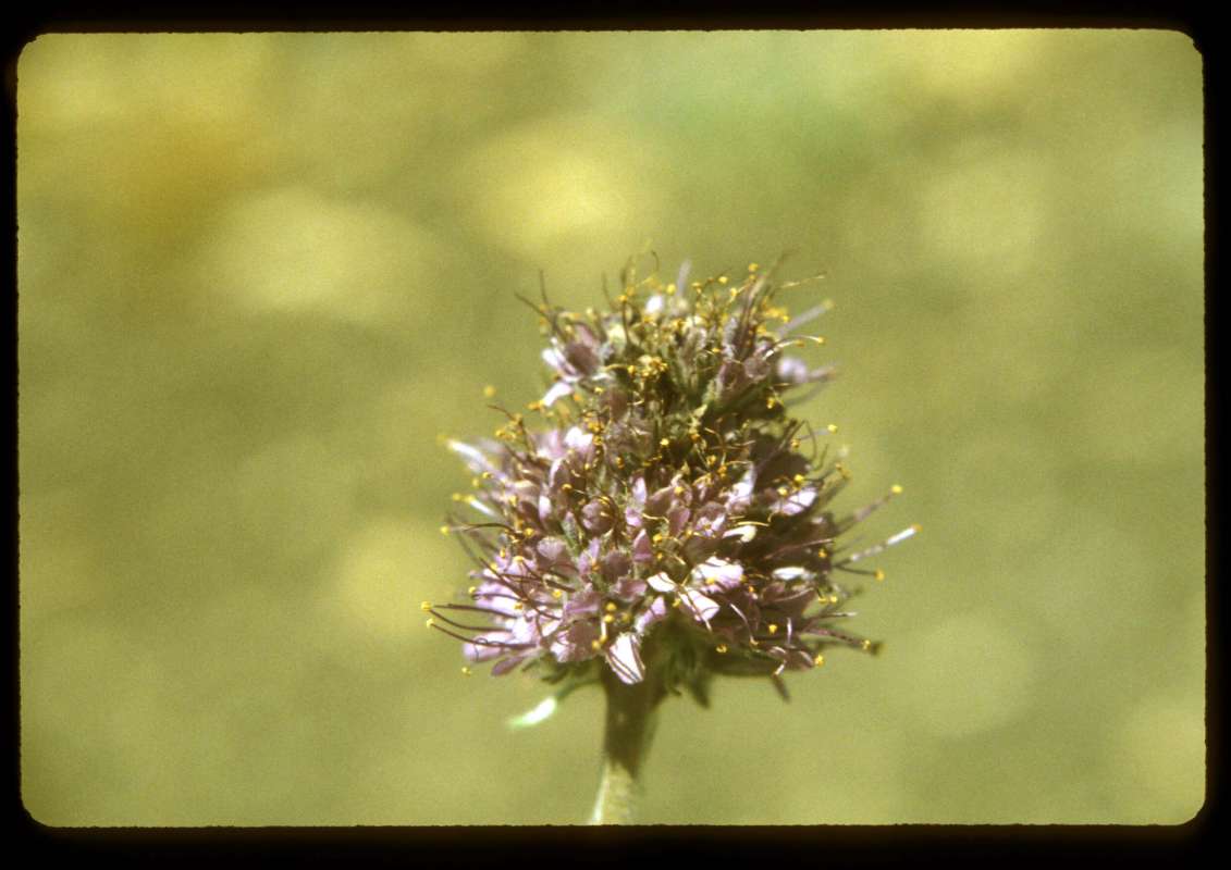 Flower Head<br>(Location of Picture: Slate Peak)