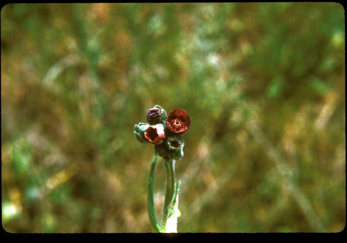 Top Of Plant in  Bloom<br>(Location of Picture: Sinlahkin, Wa, May 17, 2000)