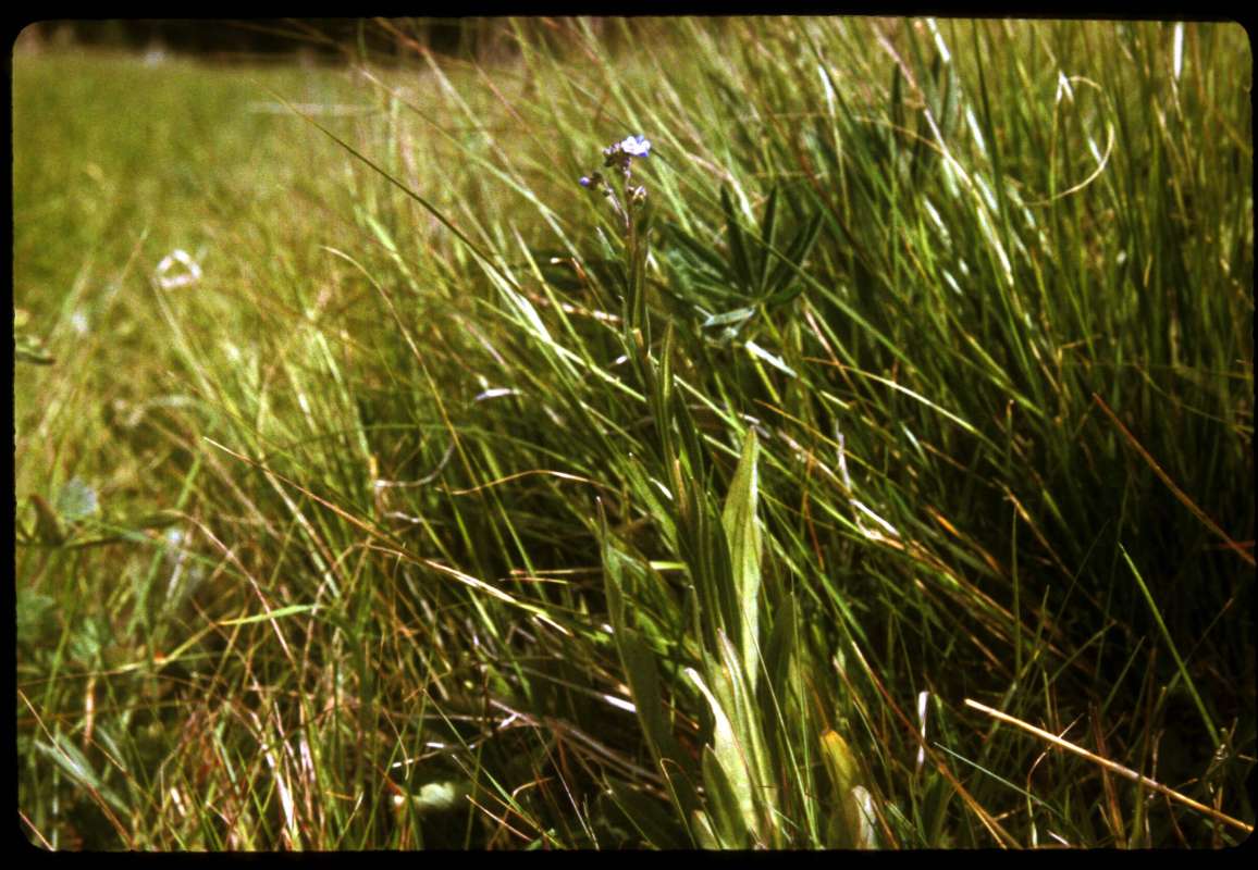 Habitat<br>(Location of Picture: Salmon Meadows, Washington, USA)
