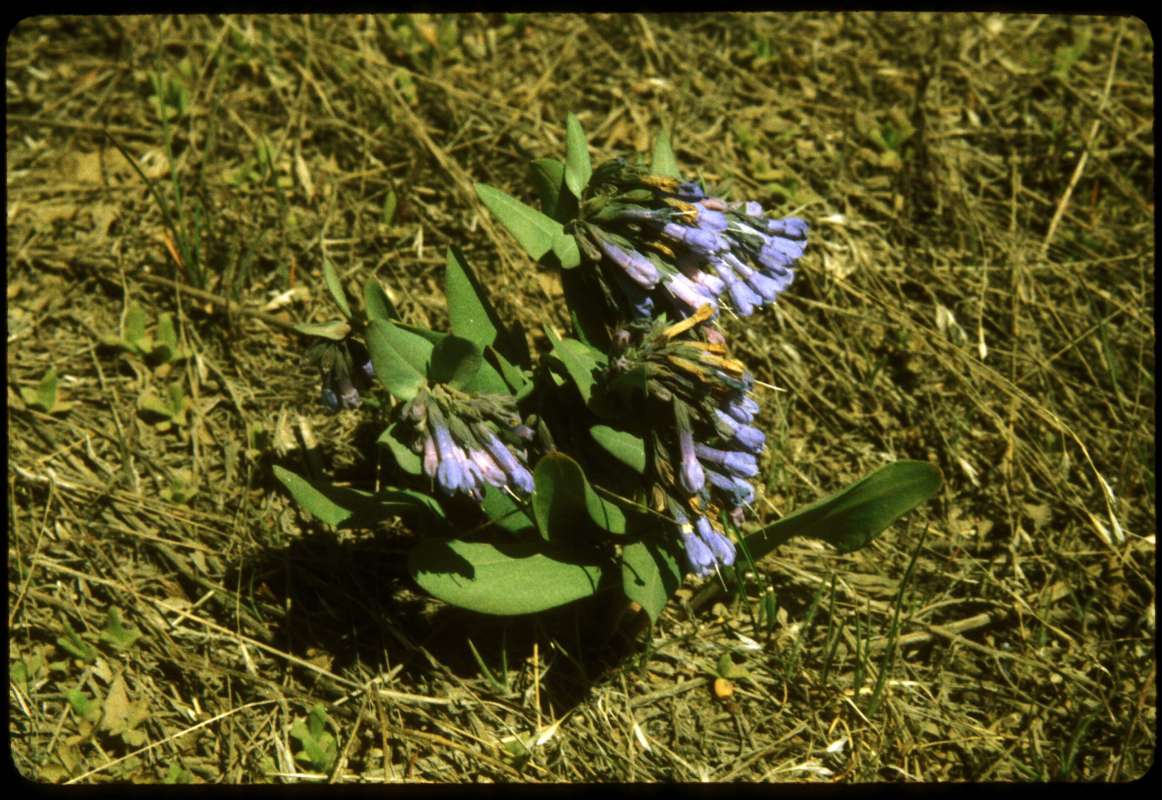 Habitat<br>(Location of Picture: Okanogan, Washington, USA)