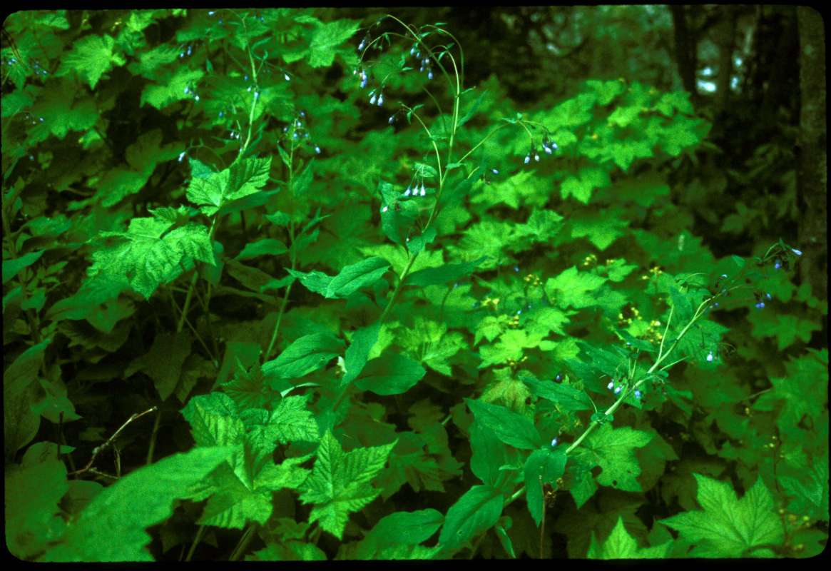 Habitat View<br>(Location of Picture: Sherman Pass, Wa, USA)