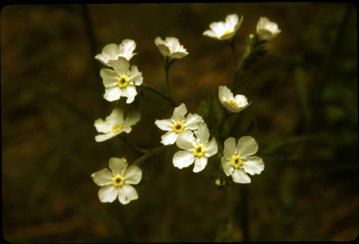 Flowers<br>(Location of Picture: Entiat, Wa, USA, May 24, 2000)