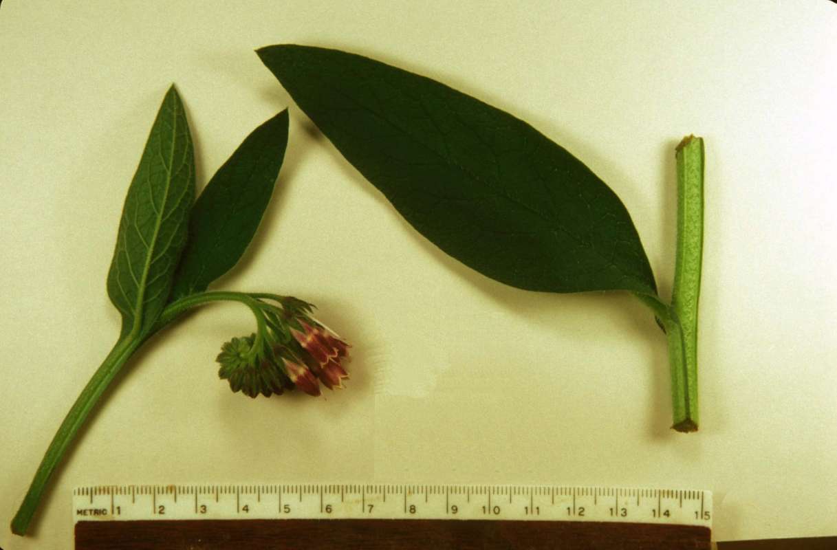 Leaves and Flowers<br>(Origin of the Specimen: Mchenry, Illinois, USA, Aug 6, 2003)