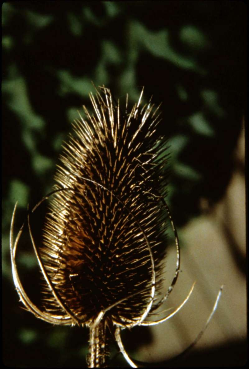 Seed Head<br>(Location of Picture: Browns Lake, Wa, USA)