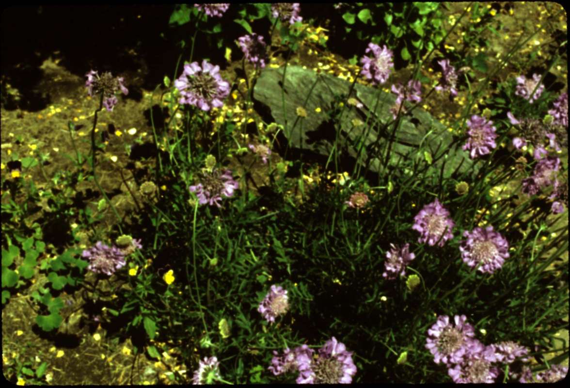 Top in  Bloom<br>(Location of Picture: Pleasant Valey, Wa, USA)