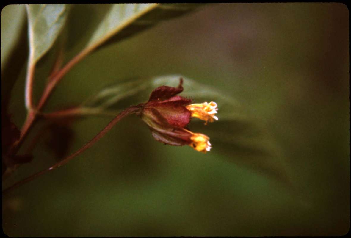 Flowers<br>(Location of Picture: Blewitt Pass, Washington, USA)