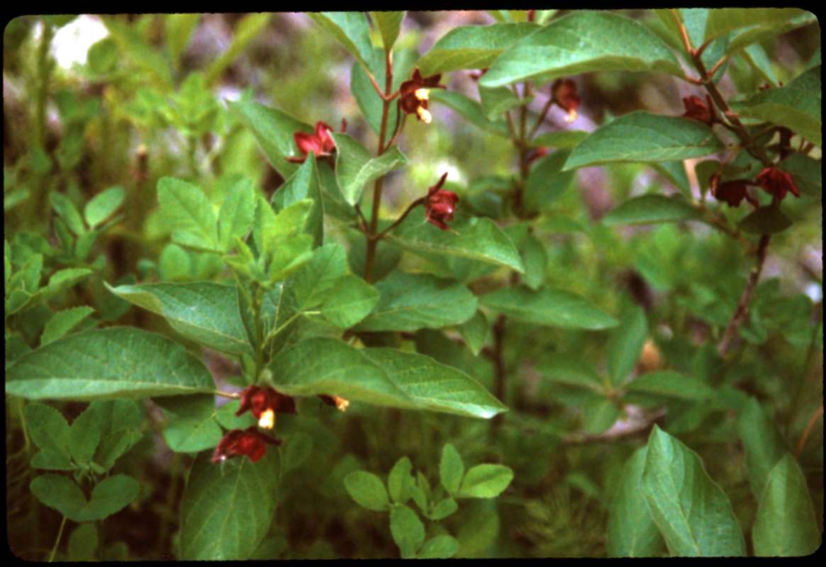 Top Of Plants<br>(Location of Picture: Blewitt Pass, Washington, USA)