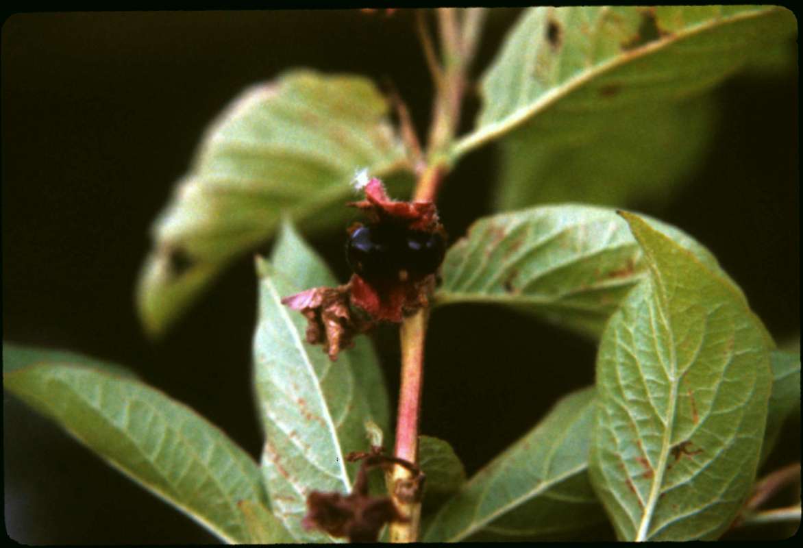 Fruit<br>(Location of Picture: Blewitt Pass, Washington, USA)
