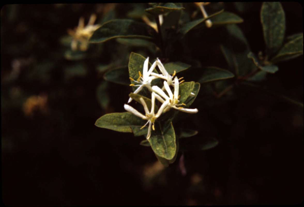Flower and Leaf<br>(Location of Picture: Okanogan, Washington, USA)<br>(Location of Picture: Sinlahekin)