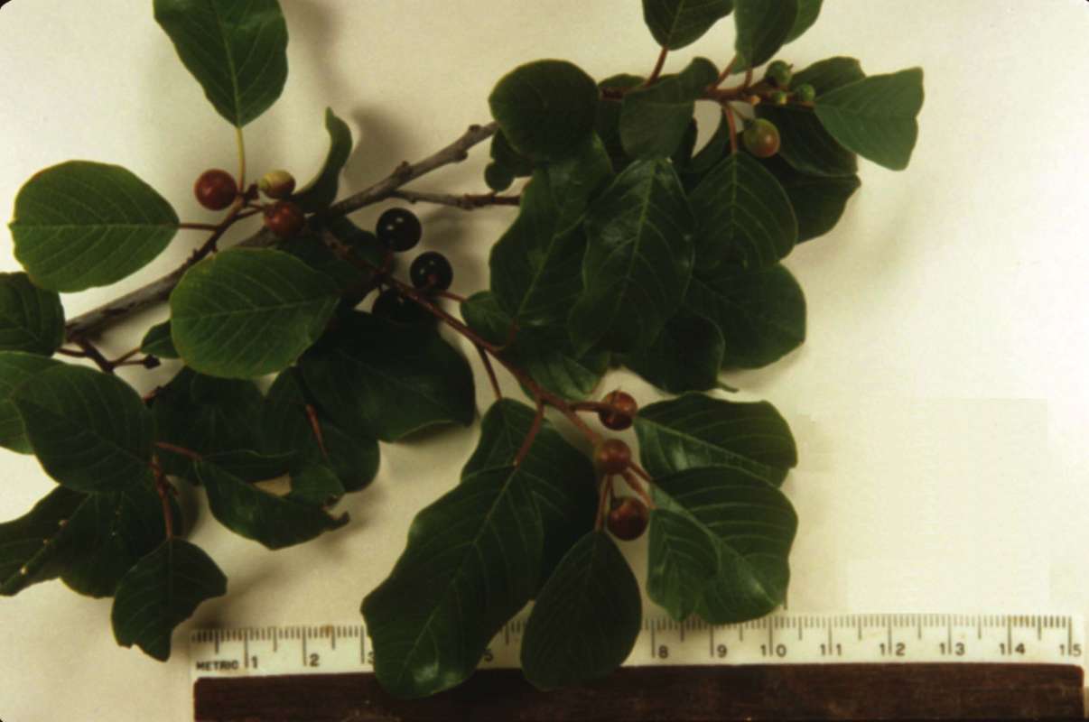 Leaves and Fruit<br>(Origin of the Specimen: Round Lake, Illinois, USA)