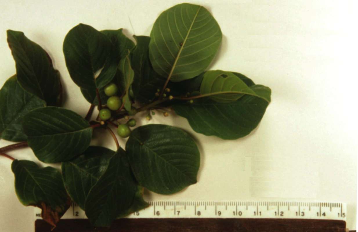 Leaves and Fruit - Close View<br>(Origin of the Specimen: Round Lake, Illinois, USA)