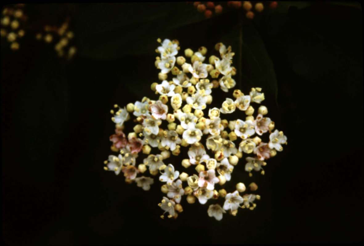 Flowers<br>(Origin of the Specimen: Vancouver, Bc, Mar 30, 2000)