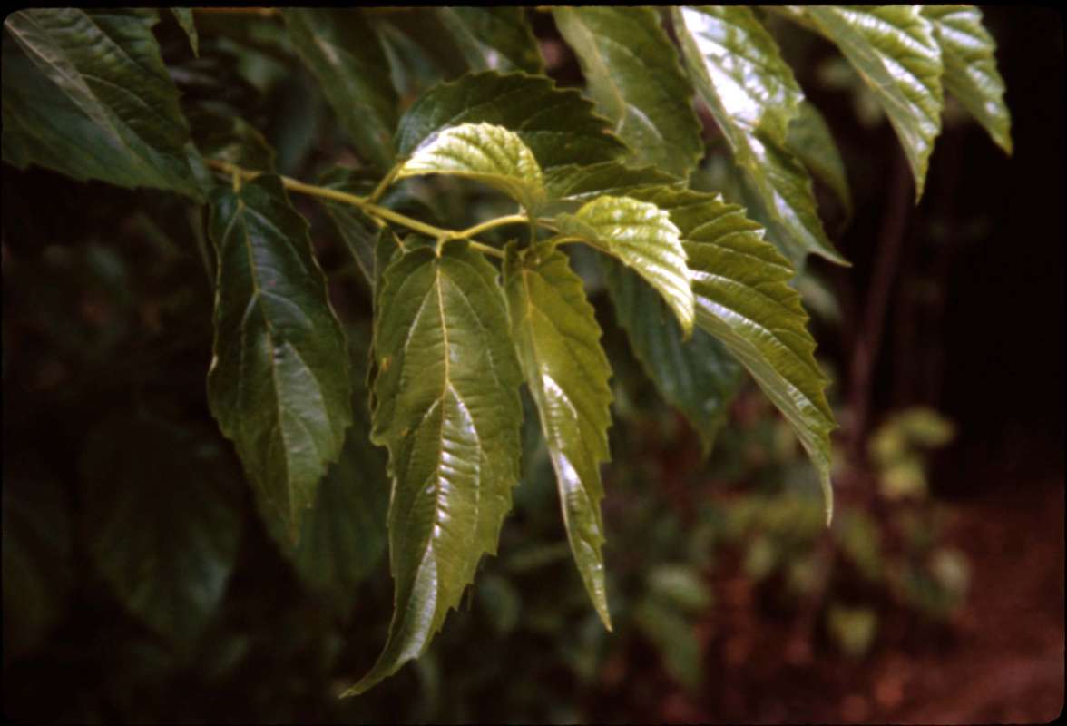 Leaves<br>(Location of Picture: Chs, Glencoe, Illinois, USA)