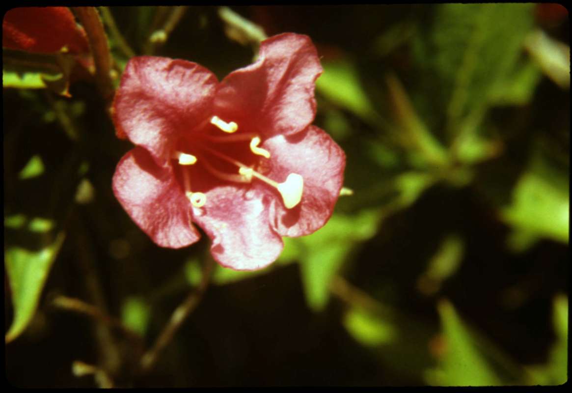 Flower<br>(Location of Picture: Malott, Washington)