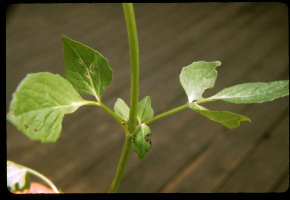 Leaves<br>(Location of Picture: Lone Frank Pass, Washington)