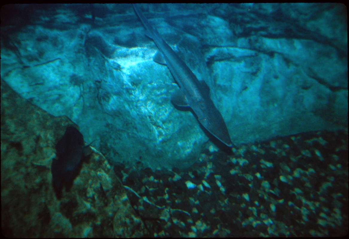 Aquarium View - Dorsal View On Bottom<br>(Location of Picture: Outdoor World Store, Gurnee, Il)