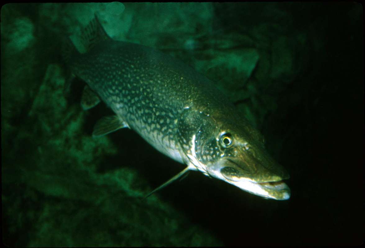 Aquarium View - Angle View<br>(Location of Picture: Outdoor World, Il, USA)