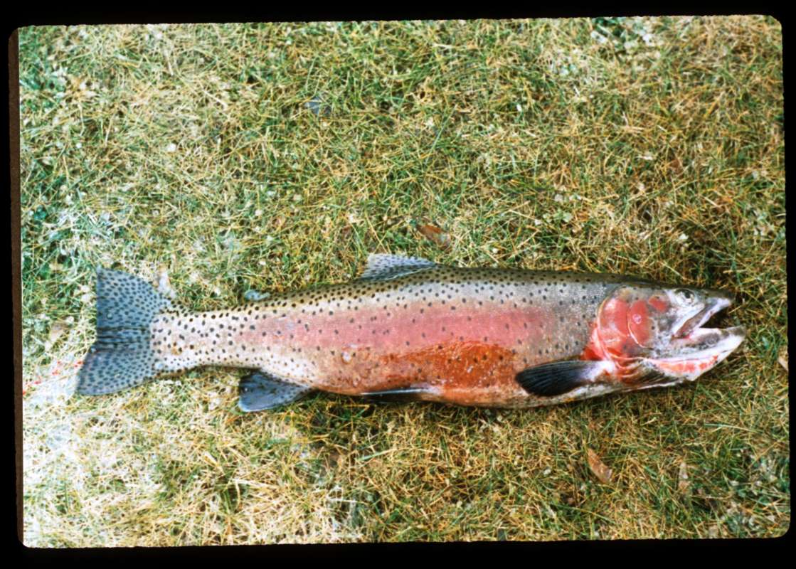 Male - 5 Lbs - Recent Catch<br>(Location of Picture: Omak Lake, Washington, USA, Sept 97)