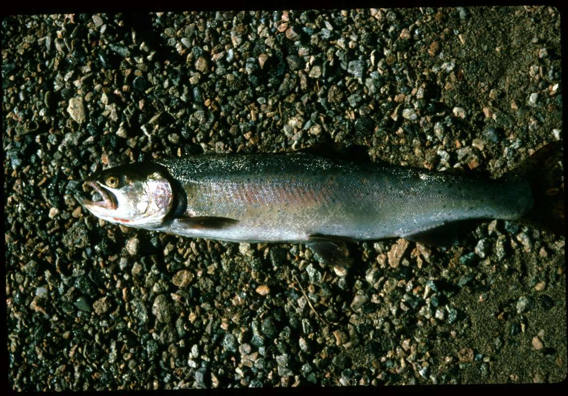 Female - 3 Lbs - Recent Catch<br>(Location of Picture: Omak Lake, Washington, USA, Sept 97)