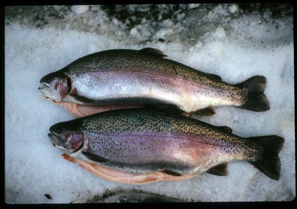 6 Pounds - Recent Catch<br>(Location of Picture: Rufus Wood Lake, Wa, March 10, 98)