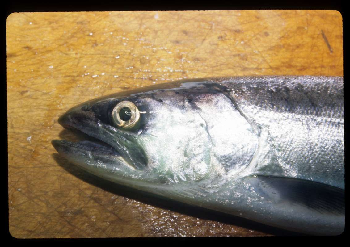 Female - Side View Head<br>(Location of Picture: Rufus Wood Lake, Wa, March 5, 2000)